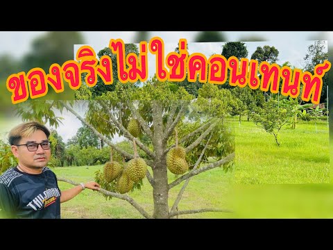 ของจริงไม่ใช่คอนเทนท์ สวนทุเรียนกานต์ชัย