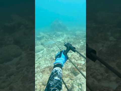 Catching My Food with Underwater Bow and Arrow