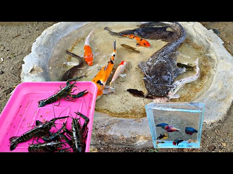 Catching betta fish, ornamental fish, large catfish, koi fish, betok fish, lobsters, iguanas