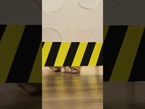 Cat vs hydraulic press