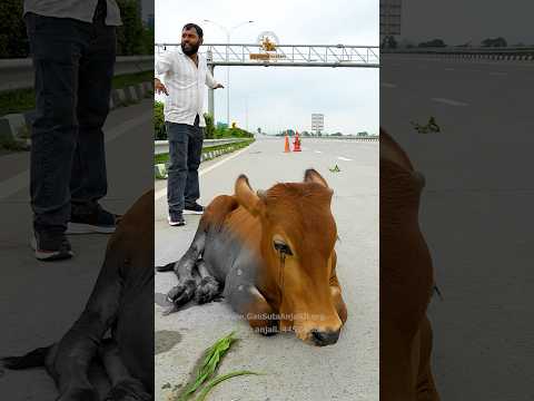 Highway Accident Cow Injured | KMP Highway #cow #rescue #animals #fyp #shorts #ytshorts