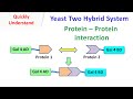 Yeast Two-Hybrid System Concepts