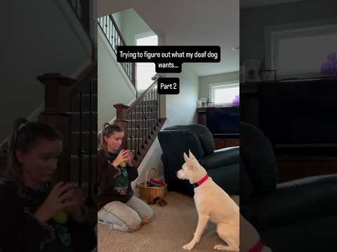 A day in the life.. always trying to figure out why she’s whining at me. She wanted to play!