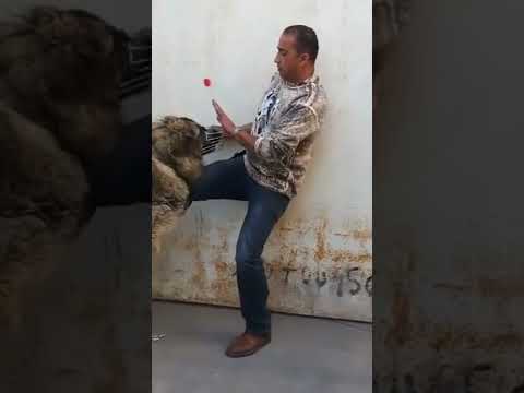 هجوم كلب القوقازي علي الفيديو كامل على قناتي اخوكم جمال العمواسي