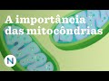 DNA Mitocondrial e Suas Funções