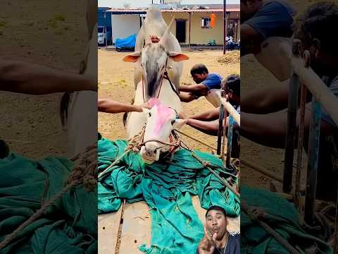 Wow๐ฑ๐ฑ#pets #horsetrack #shortvideo #funny #animallife #duet #shorts #animals