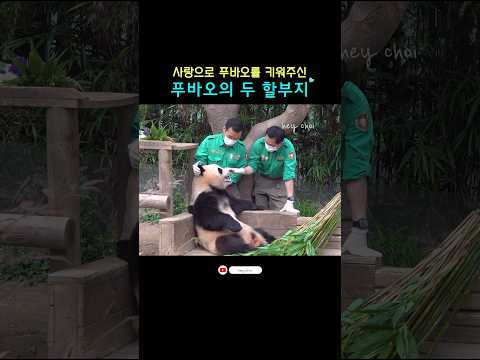강할부지 송할부지가 내 할부지라서 푸바오는 행복해요?ㅣ#Shorts#푸바오#강바오#송바오