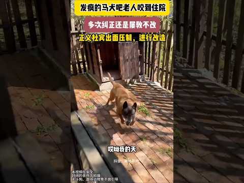 "Aggressive Malinois Learns a Lesson! 🐕💪 The Righteous Doberman Steps in for Training! #DogTraining