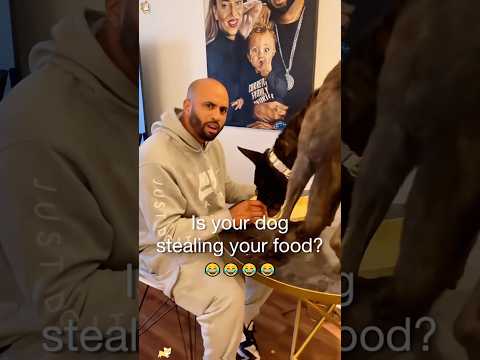 Dogs eat everything #funny #funnypet #funnyvideo #youtube #animals #cutedog