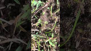 A MILLION ANTS