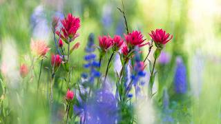 Wild About Wildflowers in Yellowstone National Park