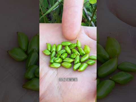 "चरोटा: सेहतमंद हरी सब्जी के जबरदस्त फायदे!" || #shorts #farming