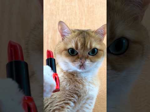 Cat Toy Prank! 🐾🐱Crazy Reaction Ahead!