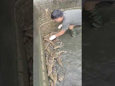 How crocodiles are raised on farms #shorts #crocodiles