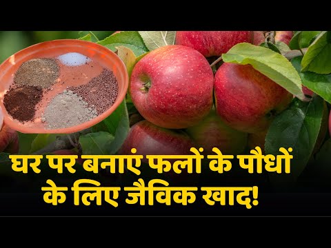 घर पर बनाएं फलों के पौधों के लिए जैविक खाद🍎🍋 | Homemade Organic Fertilizer Mixture For Fruit Plants