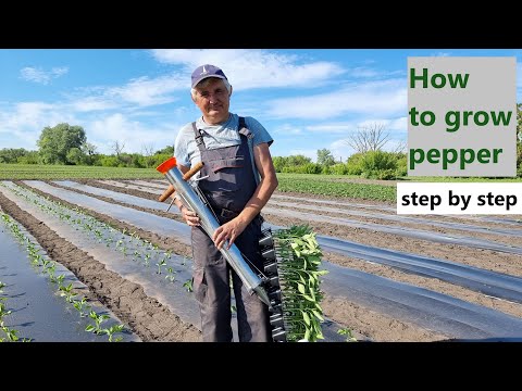 How to Grow Peppers : Full Process from Planting to Harvest (Part 2)