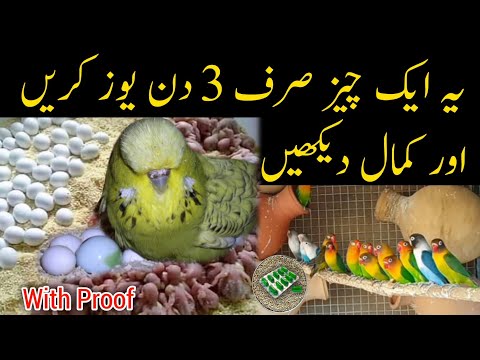 Natural breeding formula for australian parrots and lovebirds / Budgies lovebirds breeding formula