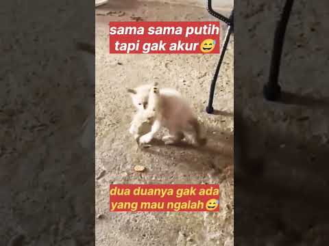 GAK ADA YANG MAU NGALAH #cat #gudanghiburan #funny #kucinglucu #shortvideo #shorts #viral
