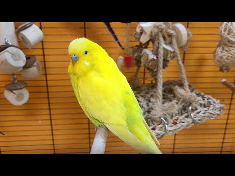 budgie sounds for lonely birds