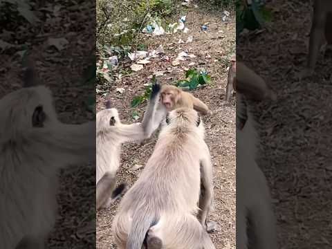 langur with monkey funny fight लंगूर जी बंदर जी की हाथापाई मजेदार ???????#monkeyfight#shorts#animal