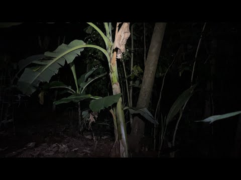 Menguak misteri baru kebon sebrang yg sedang viral di bicarakan warga