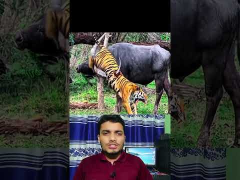 #video #shortvideo