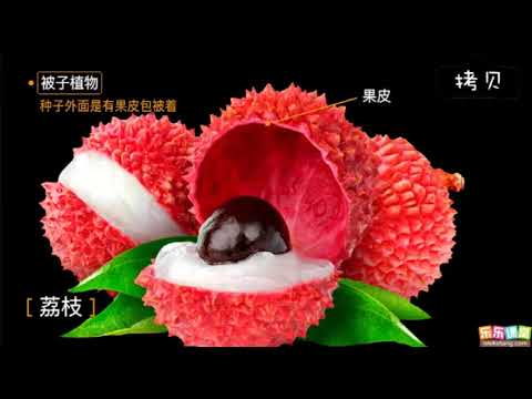 種子植物和被子植物   - YouTube