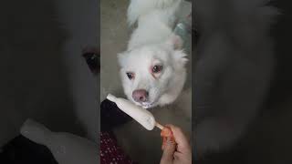 #catEatingicecreamdog #animallovers #dog #indianrupee #viral #petlover #love #whatsappstatus #cute