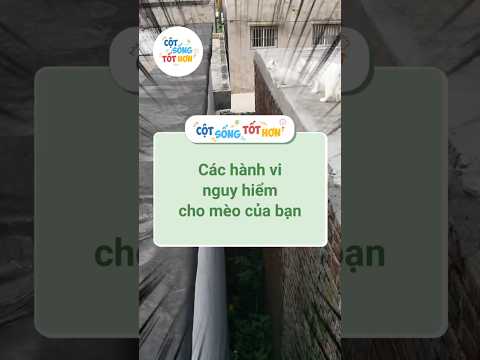 Các hành vi đang nguy hiểm cho mèo của bạn #tothonmoingay #tips #shorts