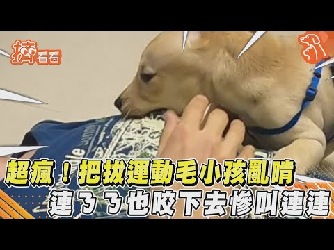 超瘋!把拔運動毛小孩亂啃　連ㄋㄋ也咬下去慘叫連連｜TVBS新聞｜擠看看