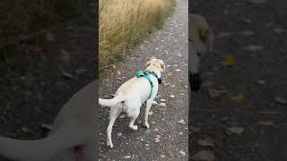 Fall walks with Dottie. #labradorretriever #labrador #dottiethelab #pumpkinspiceseason #sillydog