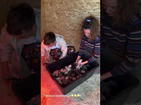 #garden #жизньзагородом #рецепты #огород #shorts #petrovchanka_lera #petrovchanka