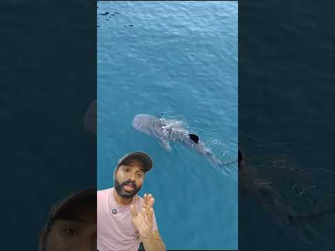 Whale Sharks at Qatar!Amazing Nature!18M పొడుగు!2Ton Weight! World's Largest Animal!Sea wonders Raja