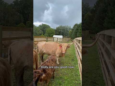 Dolly lost Emma… #fluffyfeatherfarm #lostcalf #farm #farmlife #farmer #ranch #rancher