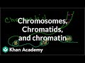 Cell Division and Genetic Processes