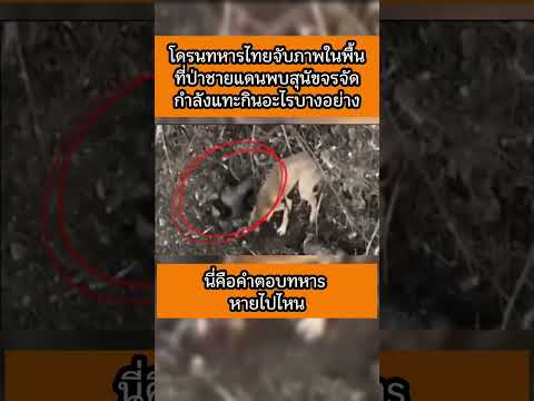 พลทหารไทยจับภาพพื้นที่ในป่าชายแดนพบสุนัขจรจัดกำลังแทะอะไรบางอย่าง