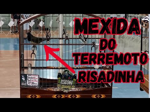 RISADINHA E TERREMOTO CANTARAM MUITO COLEIRO PAPACAPIM