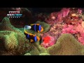 Symbiotic Relationships: Clownfish and Anemones