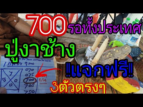 ปู่งาช้าง 700 แจกฟรี 3ตัวตรงๆขอกลางวันแสกๆ16/2/68