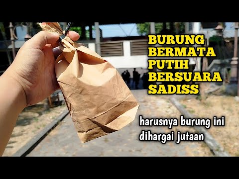 20TAHUN NYARI BURUNG INI, AKHIRNYA KETEMU JUGA‼️sampai gemetar rasanya