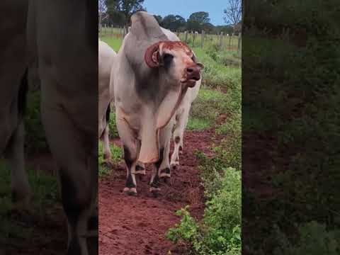 O esturro é a imponência de um touro zebu!! O grande Okashmaray!! Raça Nelore 😍🧬👏🏼 #touros #fazenda