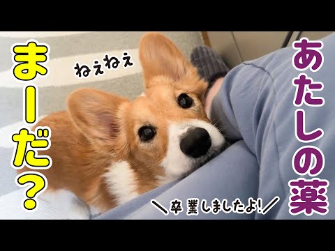 卒業したお薬をちょうだいと催促してくるコーギー