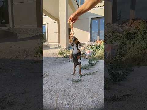 AVCI KÖPEĞİ YAVRUSU ÇAKIR