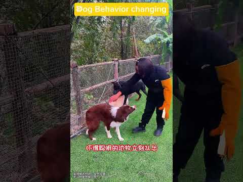 Training an Aggressive Labrador with the Help of My Guardian Dog!" #dog