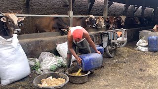 Ternak sapi kelas ekonomis lebih untung pakan sehari cuma 5 ribu ‼️🔥🔥🔥