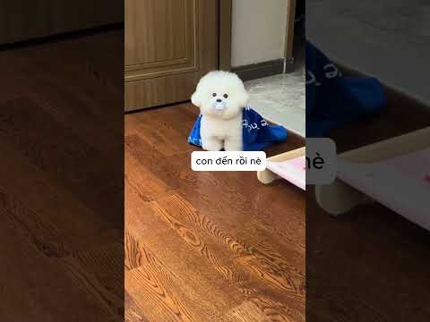 khi tôi hứa ngủ cùng con.#pets #tiktok #funny #dog #cute