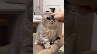 BRUSCHIMICHIS 548😹
