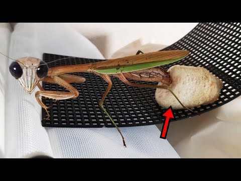 螳螂養育影片