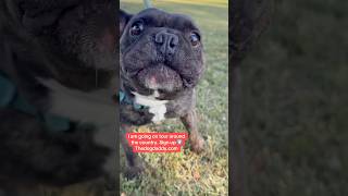 Angry Frenchie Meets The Dog Daddy.