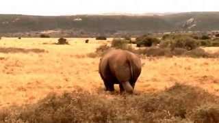 Amakhala Game Reserve South Africa 2015